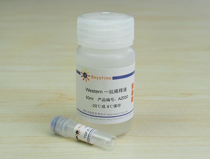 TGF-β 1/2 Rabbit Polyclonal Antibody